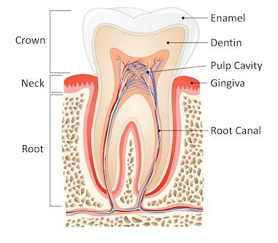 A diagram of a Root Canal Therapy in Oatley nsw